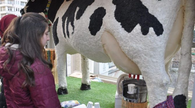 HABERİM 724 | Akıllı inek! Memelerinden çikolatalı, çilekli ve muzlu süt akıyor…