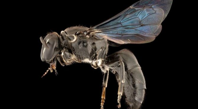 bilim-insanlari-sasti-1923ten-beri-ilk-kez-goruldu-9Ri4d7mz.jpg HABERİM 724 | Bilim insanları şaştı: 1923’ten beri ilk kez görüldü