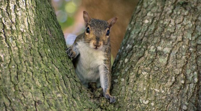 HABERİM 724 | Birleşik Krallık’ta hükümet, ‘işgalci’ boz sincaplara doğum kontrol hapı verecek