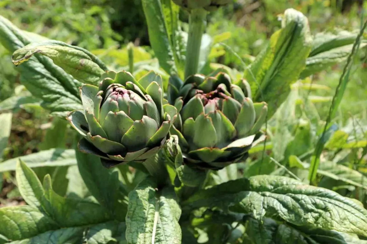 bodrum-belediyesi-8-bin-750-adet-enginarin-hasadina-basladi-IWikVdiK.jpg HABERİM 724 | Bodrum Belediyesi 8 Bin 750 Adet Enginarın Hasadına Başladı