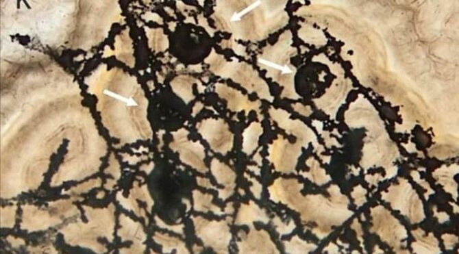 cinde-en-eski-mikrofosil-bulundu-XN3O1Vee.jpg HABERİM 724 | Çin’de en eski mikrofosil bulundu