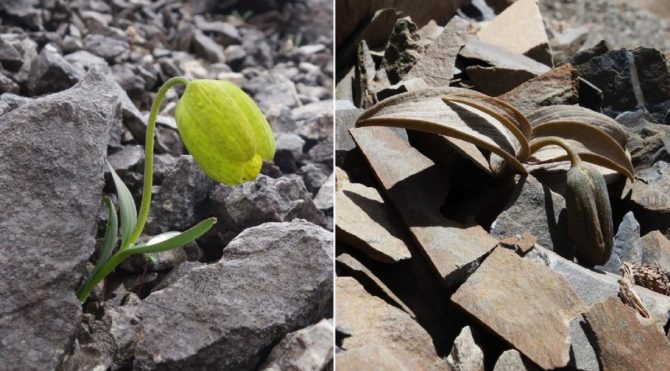 HABERİM 724 | Çok akıllı… İnsanlar yüzünden renk değiştiren çiçek