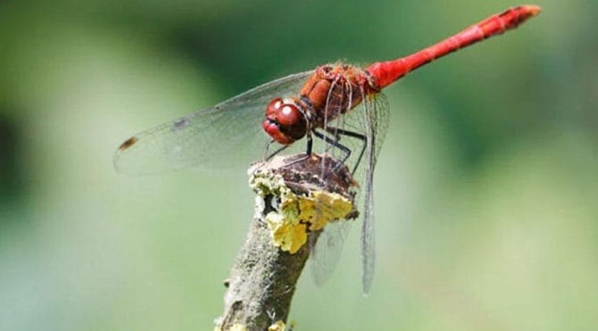 disi-yusufcuklarin-ilginc-ozelligi-kurtulmak-icin-olu-taklidi-yapiyorlar-IJ6YHypB.jpg HABERİM 724 | Dişi yusufçukların ilginç özelliği! Kurtulmak için ölü taklidi yapıyorlar