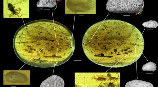 HABERİM 724 | Dünyanın en eski hayvan spermi bulundu
