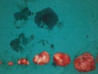 HABERİM 724 | Tanesi 5 liradan satılan enginar iftar sofralarında