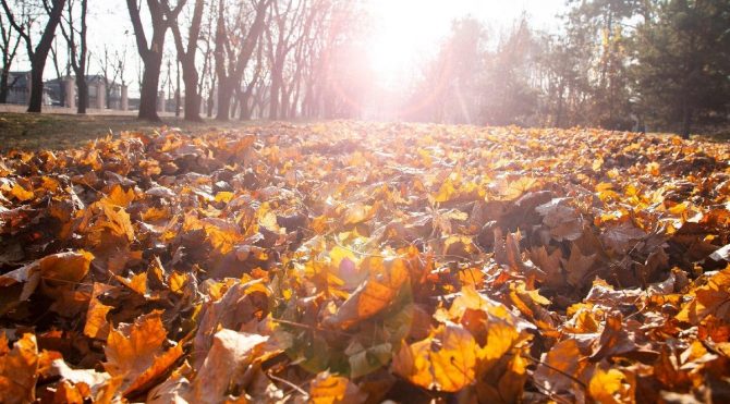 HABERİM 724 | Google’dan “2020 Sonbahar”a özel doodle!