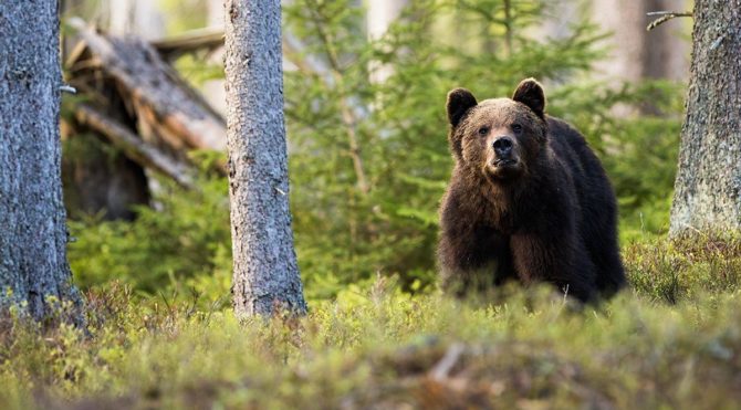 HABERİM 724 | ‘Karizmatik hayvanlar’ daha şanslı