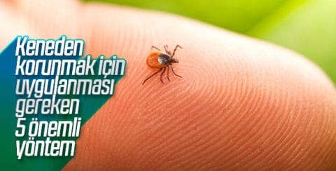 HABERİM 724 | Kene ısırığından korunmanın yolları