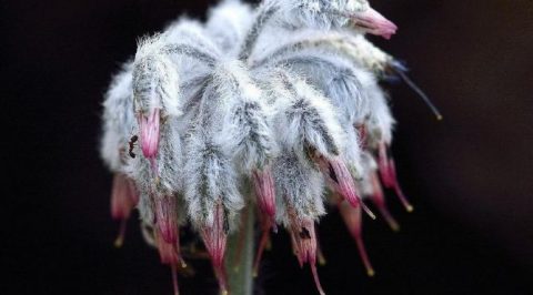 HABERİM 724 | Sadece Denizli’de yetişiyor… Dünyada tek!