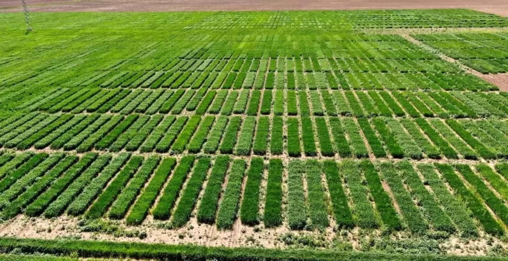 HABERİM 724 | Sivas'ta kuraklığa ve hastalıklara dayanıklı bitkiler için çalışmalar sürüyor