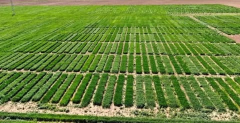 sivasta-kurakliga-ve-hastaliklara-dayanikli-bitkiler-icin-calismalar-suruyor-ZwvAvhkB.jpg HABERİM 724 | Sivas'ta kuraklığa ve hastalıklara dayanıklı bitkiler için çalışmalar sürüyor