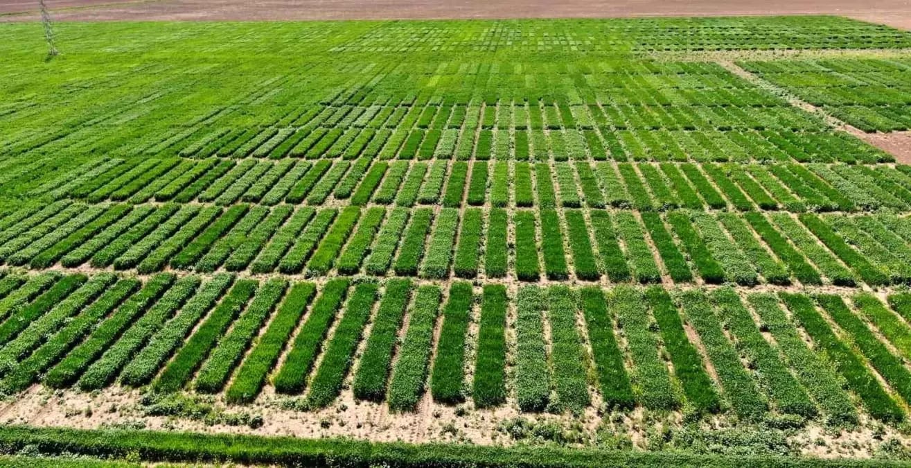 sivasta-kurakliga-ve-hastaliklara-dayanikli-bitkiler-icin-calismalar-suruyor-ZwvAvhkB.jpg HABERİM 724 | Sivas'ta kuraklığa ve hastalıklara dayanıklı bitkiler için çalışmalar sürüyor