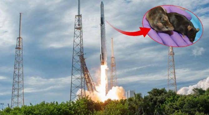 HABERİM 724 | SpaceX’in süper fareleri uzay üssüne ulaştı!
