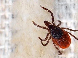 HABERİM 724 | Türkiye'de kene olaylarında mevt oranı yüzde 5